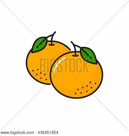 Chinese Orange New Year Holiday Fruits With Green Leaves Isolated Line Icon. Vector Exotic Tropical 