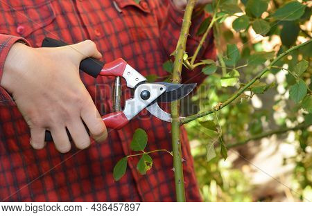 Proper Rose Pruning In Summer. A Gardener Is Cutting, Pruning Roses With Sharp Pruning Shears At 45-