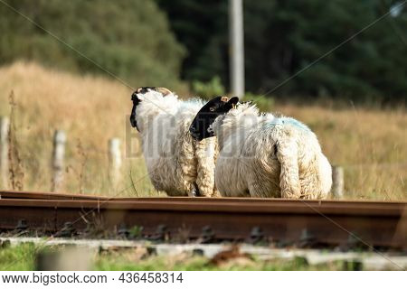 Group Of Sheep Resting On Railway Line In Fintown - Ireland