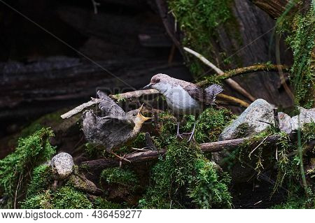 Baby Bird Sittiing On Edge Of The Nest And Trying To Fly.