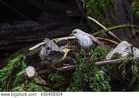 Baby Bird Sittiing On Edge Of The Nest And Trying To Fly.