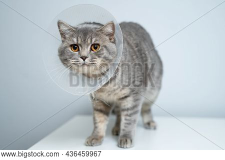 Gray Scottish Straight Cat With Yellow Eyes In Medical Collar Poses In Studio On Gray Background. El