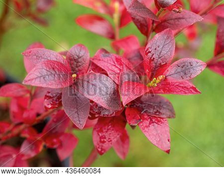 Beautiful Red Autumn Leaves On A Blueberry Aino Bush