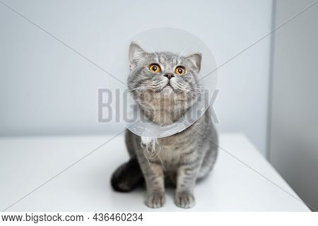 Gray Scottish Straight Cat With Yellow Eyes In Medical Collar Poses In Studio On Gray Background. El