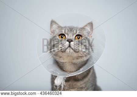 Gray Scottish Straight Cat With Yellow Eyes In Medical Collar Poses In Studio On Gray Background. El