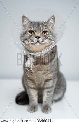 Gray Scottish Straight Cat With Yellow Eyes In Medical Collar Poses In Studio On Gray Background. El