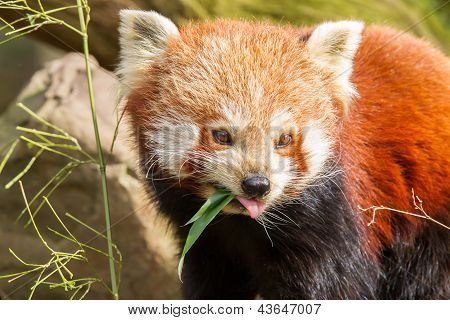 The Red Panda, Firefox Or Lesser Panda