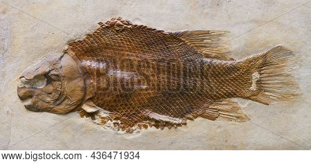 Fossilization Of A Fish Lepidotes Maximus From The Jurassic Period. Find From A Quarry.