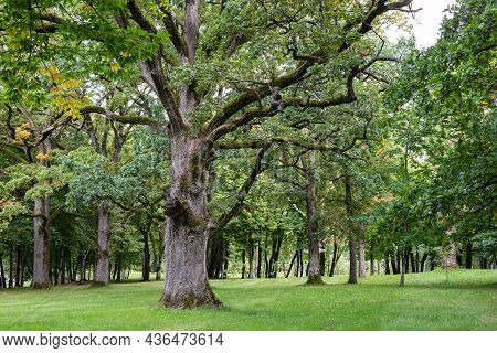 Plunge, Lithuania - September 5, 2021: An Old Tree In The Park Around Plunge Manor Or Oginski Reside
