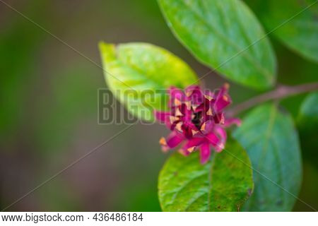 Calicant Blooming In The Botanical Garden In Batumi