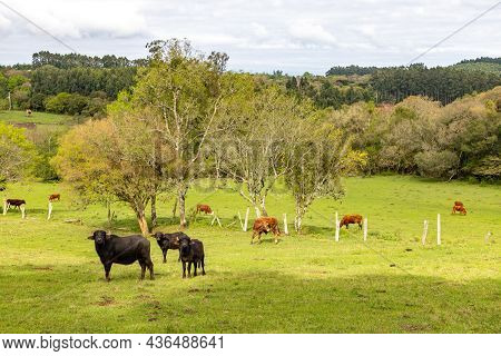 Herd In A Farm Field