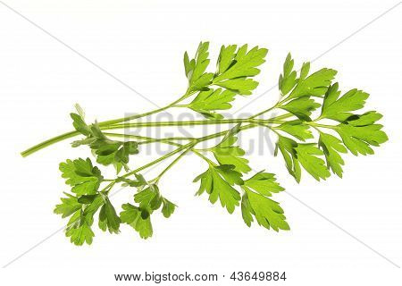 Petersilie (Petroselinum Crispum)