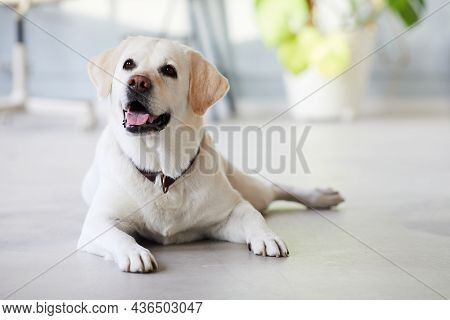 Full Length Portrait Of Happy Dog Lying On Floor At Home Nd Smiling At Camera, Copy Space