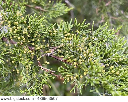Closeup Of Eastern Red Cedar (juniperus Virginiana)  Leaves And Flowers