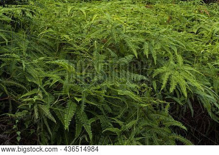 Common Ferns Dicranopteris Linearis, Found On Most Roadside In Malaysia. Selective Focus Points.