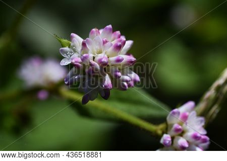 Persicaria Thunbergii Flowers. Polygonaceae Annual Grass. It Grows In Wetlands And Blooms From Augus