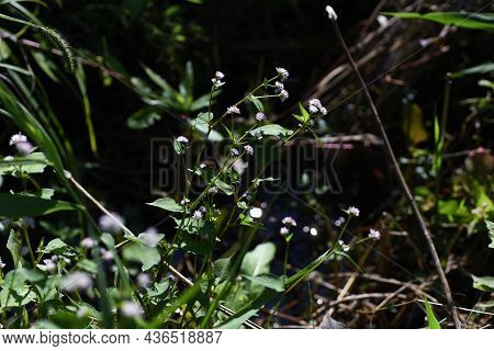 Persicaria Thunbergii Flowers. Polygonaceae Annual Grass. It Grows In Wetlands And Blooms From Augus