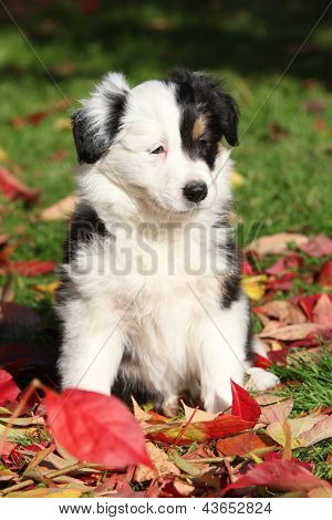 Bordercollie schattige Puppy