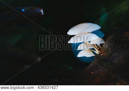 Beautiful White Forest Mushrooms - Mucidula Mucida, Oudemansiella Mucida, Commonly Known As Porcelai