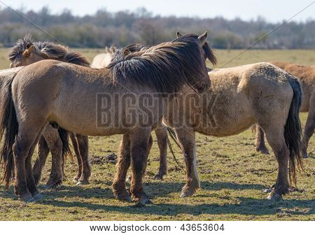 Mandria di cavalli Konik nella natura