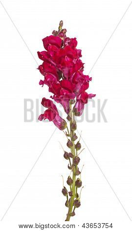 Single stengel rot Shapdragon Blumen, Isolated On White