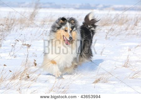 Running Scotch Collie In de Winter