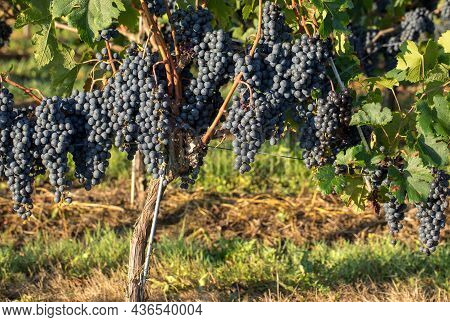 Close Up Of Red Merlot Grapes In Vineyard. Medoc, Gironde, Aquitaine. France