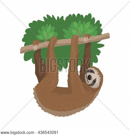 Animal Sloth Hanging On A Tree Branch, Unau Resting Beast. Zoo Character. Cute Sloth Isolated On A W