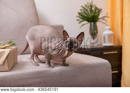 Sphinks Cat On Grey Sofa Looking Up With Present, Yellow Curtain And Christmas Tree Brunches