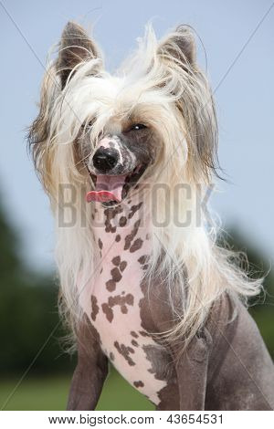 Chinese Crested Dog