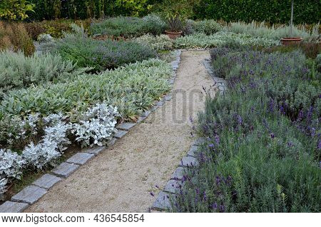 Garden Path Between Herb Beds With Lavender And Lemon Trees In A Pot. All Plants Have Gray Leaves. C