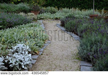 Garden Path Between Herb Beds With Lavender And Lemon Trees In A Pot. All Plants Have Gray Leaves. C
