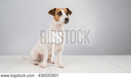 Jack Russell Terrier With A Sign On A White Background. Dog Holding Bogus Ad.