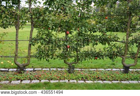 Apple Trees Grown In Flat Vertical Palmettes. Branching At Sharp Angles. A Strip Of Flowerbed With A