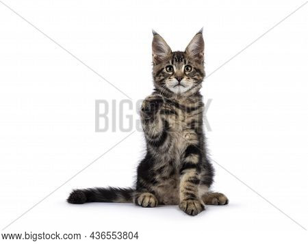 Beautiful Maine Coon Cat Kitten, Sitting Facing Front With One Paw Playful In Air. Looking With A Sw