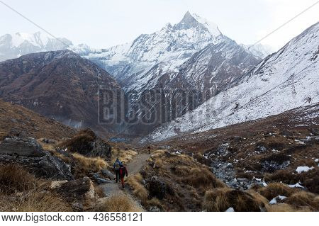 Annapurna Region, Nepal - November 10, 2018: Hikers Walk The Track Abc To Machhapuchhre Base Camp, A