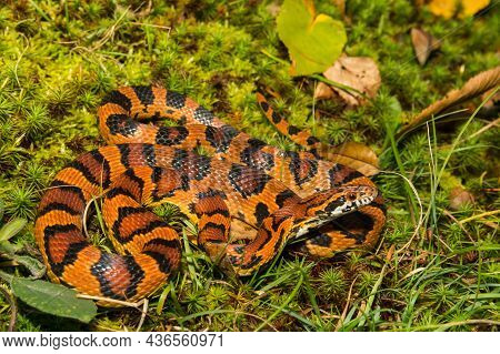 Okeetee Corn Snake (pantherophis Guttata) Close Up