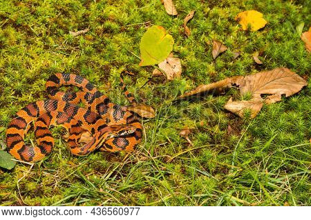 Okeetee Corn Snake (pantherophis Guttata) Close Up