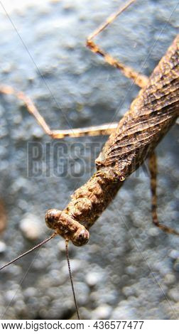 Horizontal Macro Photography Of A Brown Praying Mantis Standing At The Edge Of A Wall Shot From The 