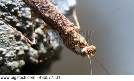 Horizontal Macro Photography Of A Brown Praying Mantis Standing At The Edge Of A Wall Shot From The 