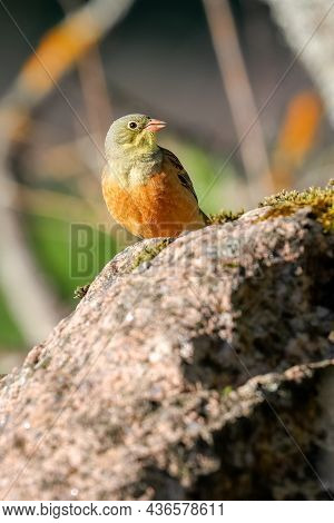 Ortolan Bunting Is Beautifully Singing Colorful Migratory Bird
