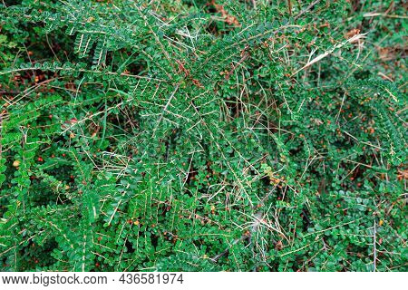 Cotoneaster Dammeri Plant. Fresh Foliage And Berries Background. Garden, Park Or Wild Nature Plant.