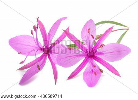 Pink Alpine Willowherb Flowers Isolated On White