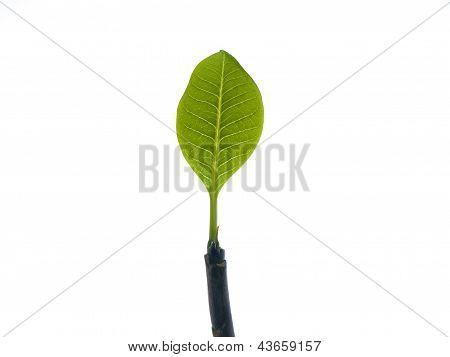 Zelený list Plumeriain A Pot na bílém pozadí