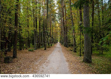 Hiking Trail Through The Forest Covered With Autumn Leaves On A Sunny Day, Tervete, Latvia