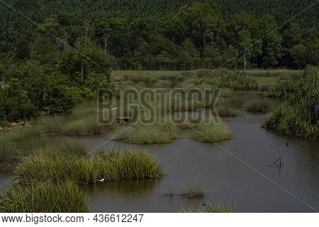 A Few Clumps Of Giant Bur Rush Or Locally Known As Mensiang Or Rumput Kercut, Commonly Found In Lake