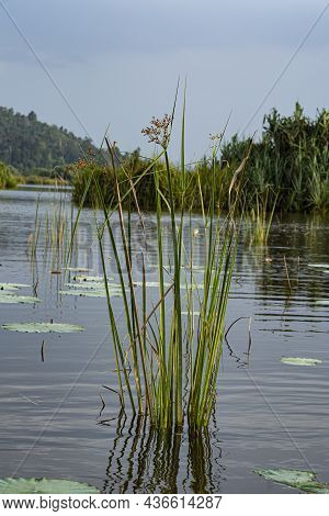 A Small Clump Of Giant Bur Rush Or Locally Known As Mensiang Or Rumput Kercut, Commonly Found In Lak
