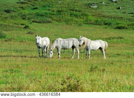 Three White Animals Among The Grass In The Morning. Altai, Siberia, Russia