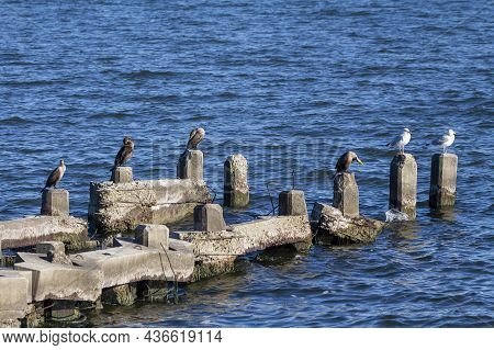 The Double-crested Cormorant (nannopterum Auritum) On The Shores Of Lake Michigan