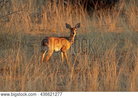 Female steenbok antelope (Raphicerus campestris) in natural habitat, South Africa